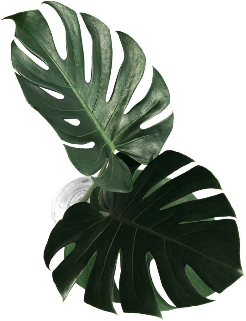 long_leaf